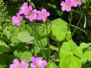 日本三叶草的春天樱花—在日本，三叶草的春天与樱花一同绽放