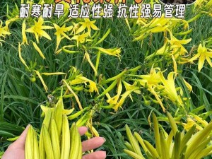 多汁的 omega 一盆黄花菜，口感鲜美，营养丰富，是你健康生活的好选择