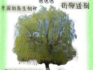 帕夏时代柳树皮的独特魅力：探寻其生长环境与价值影响