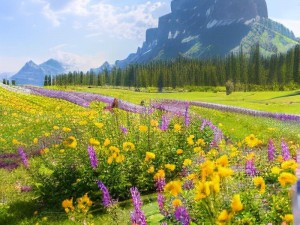 野花韩国视频在线观看免费高清，无广告骚扰，尽享视觉盛宴