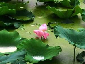 老人船上弄雨荷，无惧风雨好品质