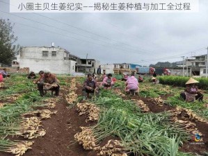 小圈主贝生姜纪实——揭秘生姜种植与加工全过程