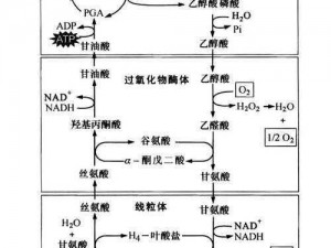 探索光呼吸途径：揭秘光合作用背后的秘密力量