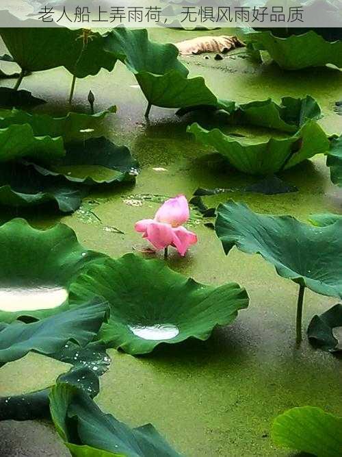 老人船上弄雨荷，无惧风雨好品质