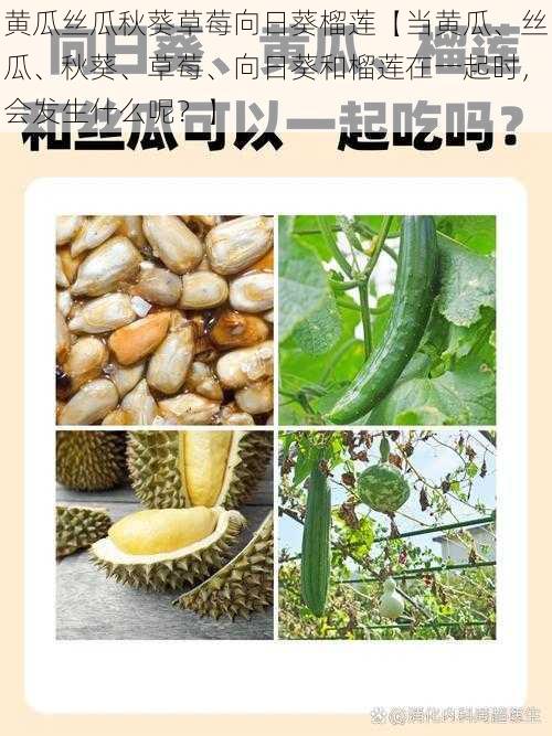 黄瓜丝瓜秋葵草莓向日葵榴莲【当黄瓜、丝瓜、秋葵、草莓、向日葵和榴莲在一起时，会发生什么呢？】