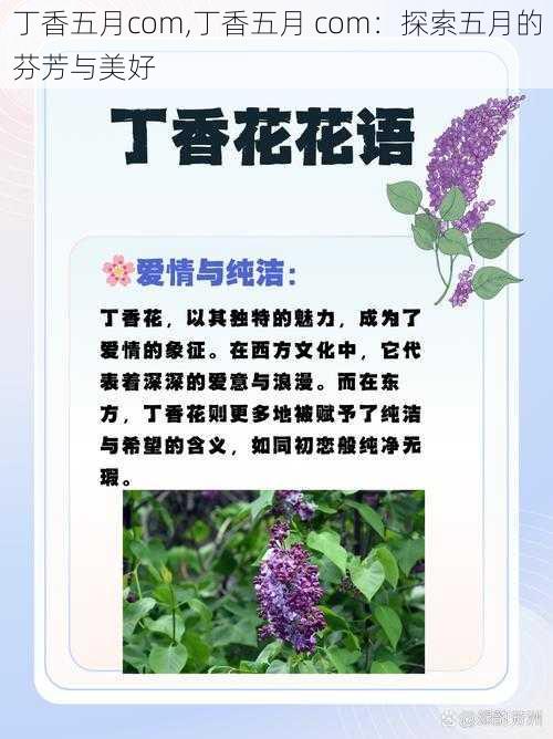 丁香五月com,丁香五月 com：探索五月的芬芳与美好