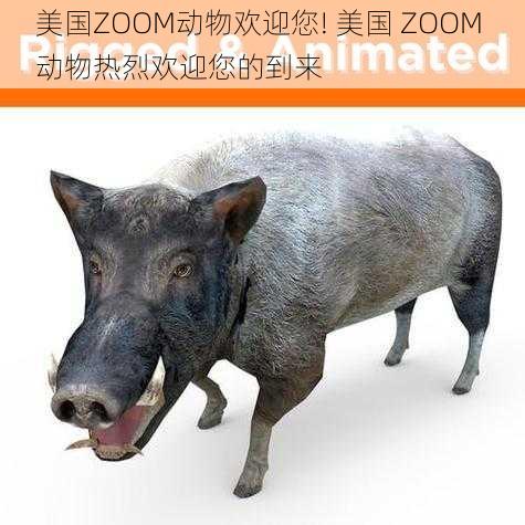 美国ZOOM动物欢迎您! 美国 ZOOM 动物热烈欢迎您的到来