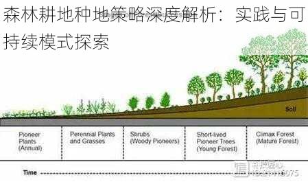 森林耕地种地策略深度解析：实践与可持续模式探索