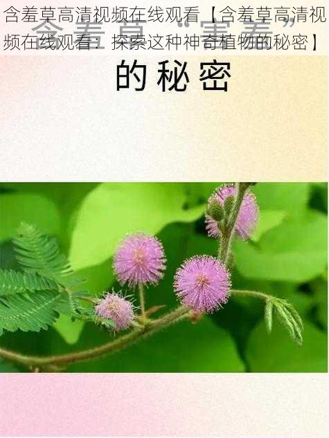 含羞草高清视频在线观看【含羞草高清视频在线观看：探索这种神奇植物的秘密】