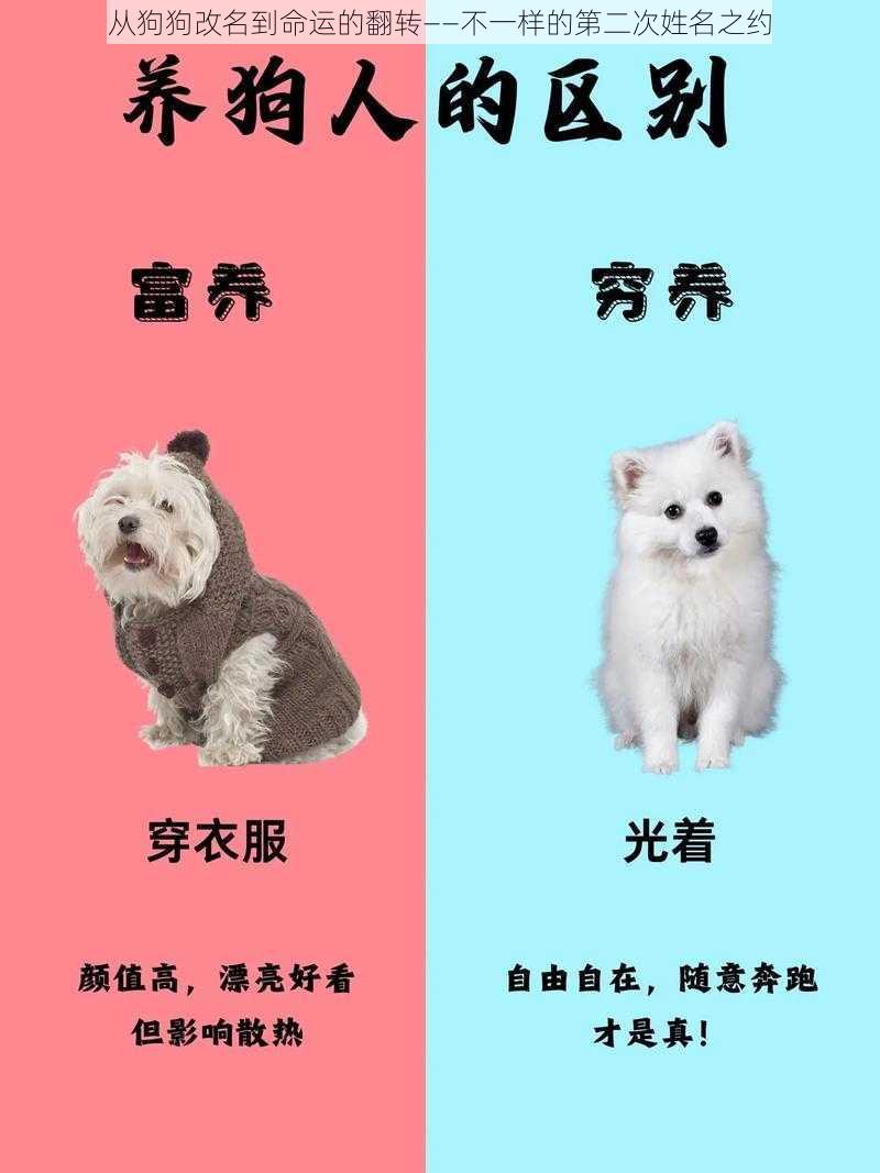 从狗狗改名到命运的翻转——不一样的第二次姓名之约