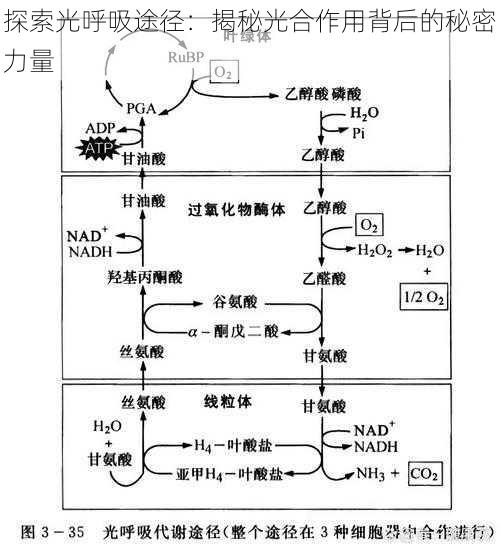 探索光呼吸途径：揭秘光合作用背后的秘密力量