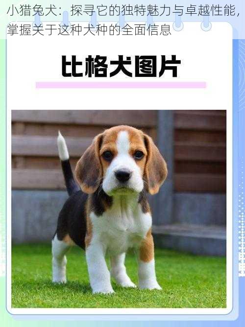 小猎兔犬：探寻它的独特魅力与卓越性能，掌握关于这种犬种的全面信息