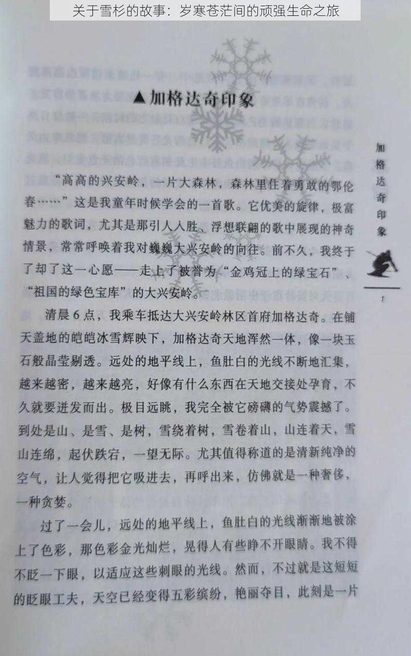 关于雪杉的故事：岁寒苍茫间的顽强生命之旅